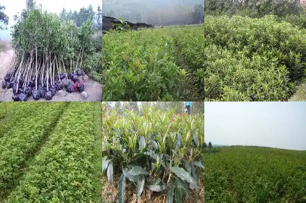 7公分桂花树多少钱一盆1689640396041