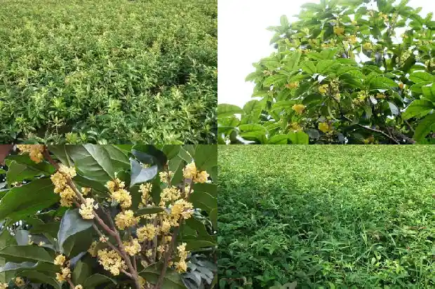 了解桂花树1683076539447