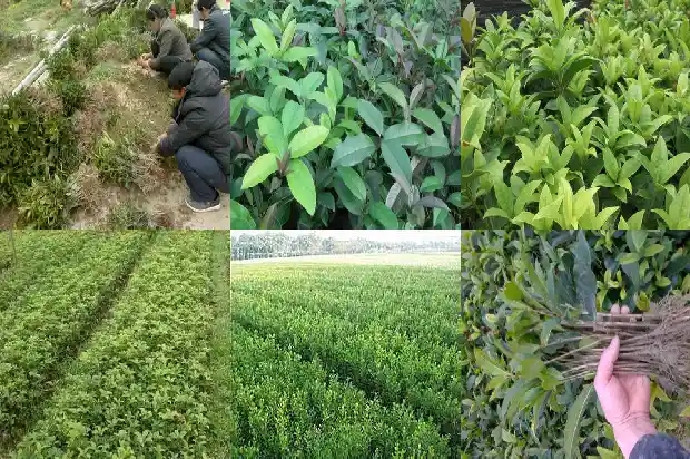 桂花什么时侯嫁接1688792868223