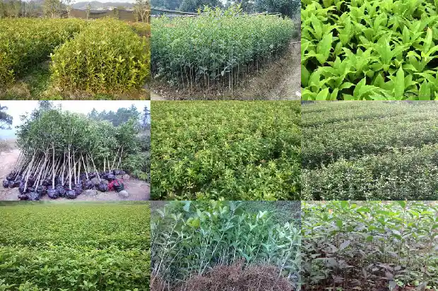 桂花树范文1683076559283