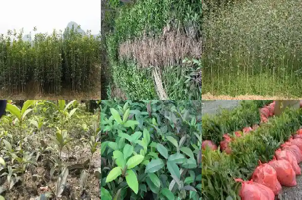 桂花树范文1683076559331