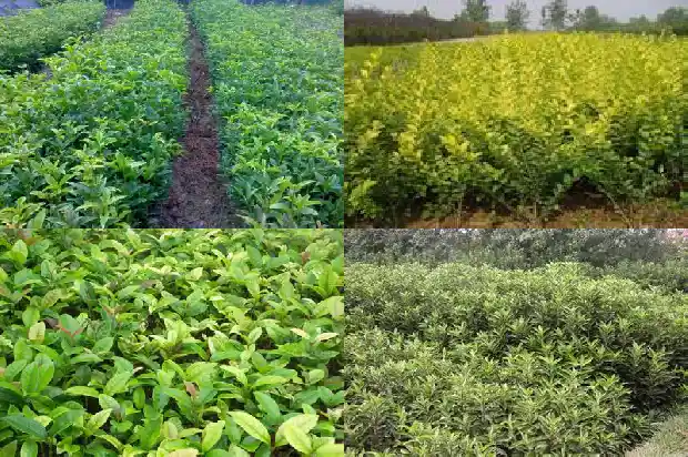 桂花树平均树龄多大可以移栽1683076567149