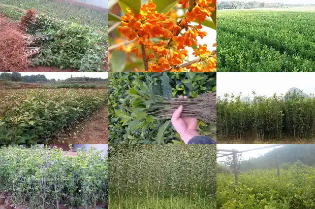 桂花树平均树龄多大可以移栽1683076567196