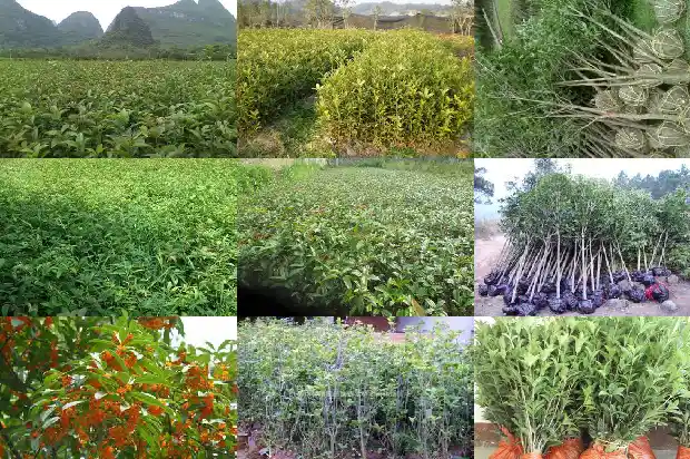 怎样区分桂花树1683076584580