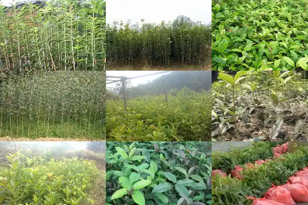 怎样区分桂花树1683076584674