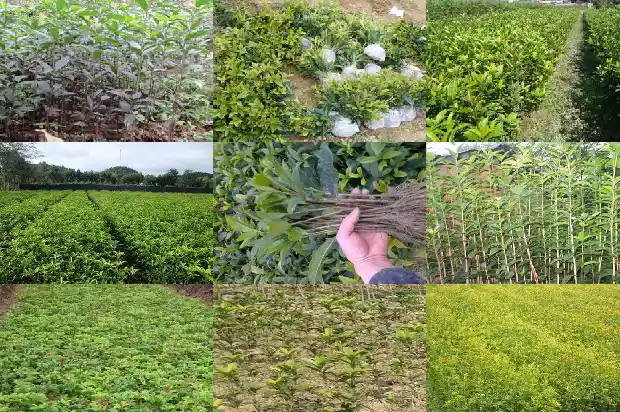桂花树分布范围有多大1683076604003