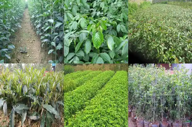 桂花树分布范围有多大1683076604051