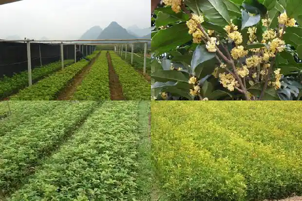 金桂花树市场价格走势分析1690072869464