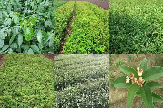 桂花树开花没有香味1683076621643