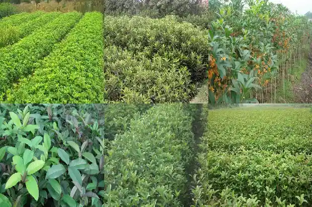 桂花树开花没有香味1683076621691