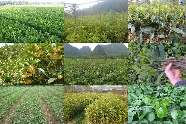 桂花养几棵1683076629369