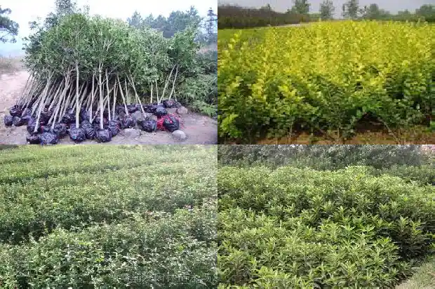 桂花种几年会开花吗1688861594952