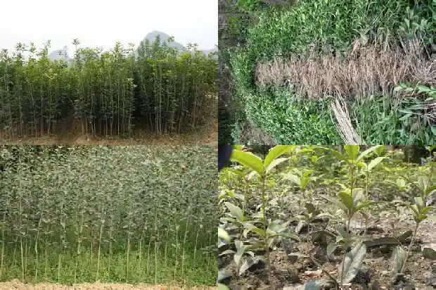 桂花冠幅胸径表1683076668316