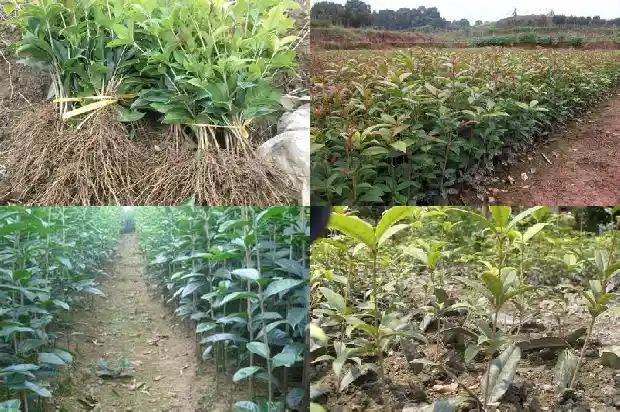 桂花有几片花瓣几个花蕊1683076676527