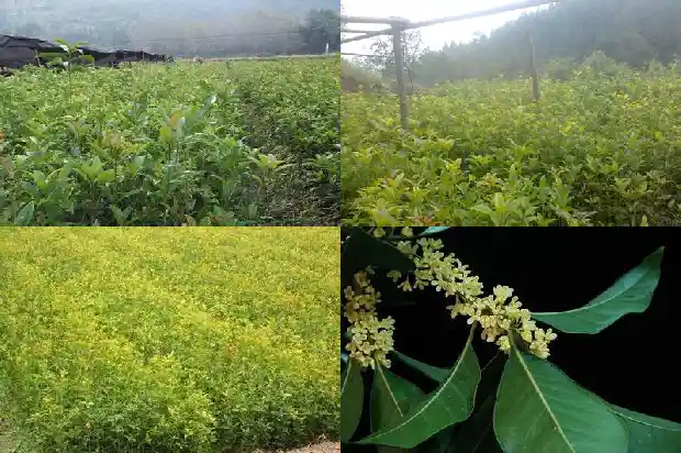 桂花一般有几个花瓣1683076688276