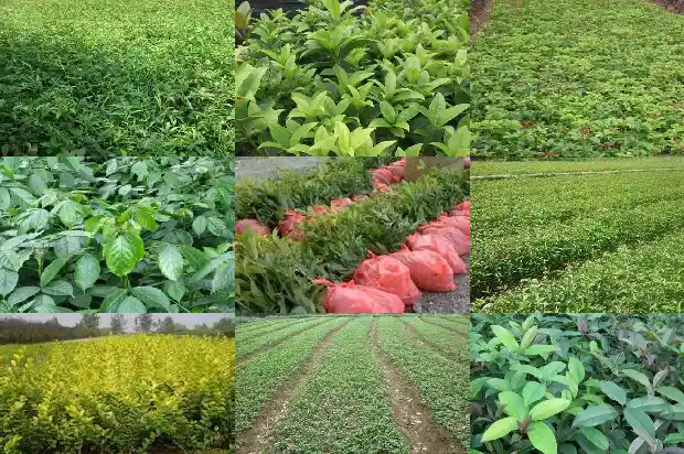 桂花一般有几个花瓣1683076688324
