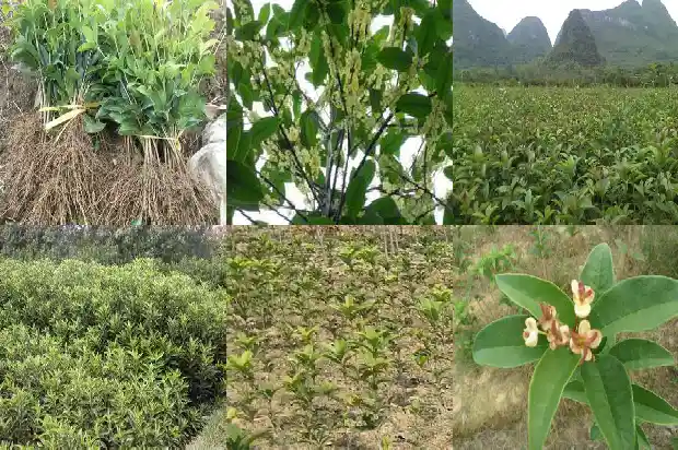 桂花花瓣数1683076698125