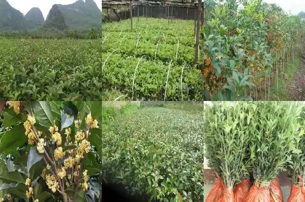 桂花3公分1683076707663