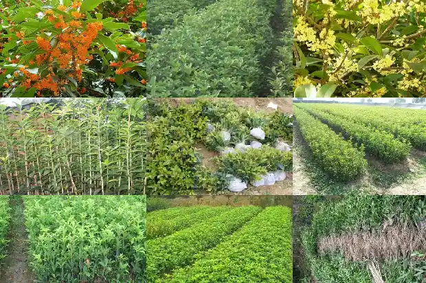 桂花3公分1683076707758