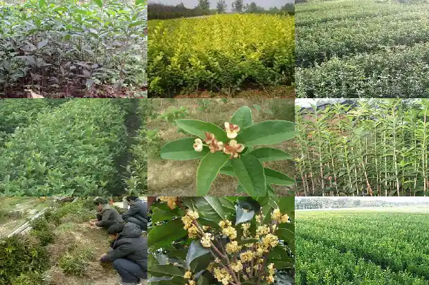 桂花树冠幅胸径高度1683076719376