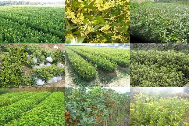 桂花树冠幅胸径高度1683076719519