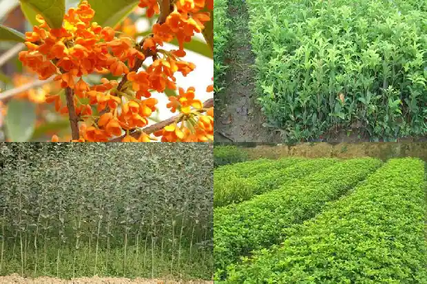 桂花树砍伐事件1683076729517