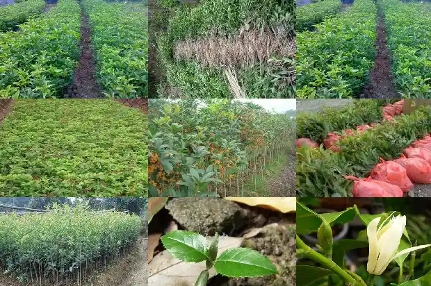 四季桂花树苗哪里有卖呀1690072365152