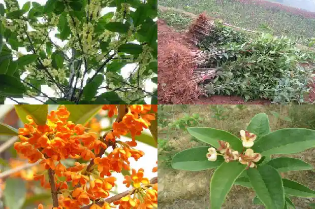 桂花树一年可以长多粗啊1683076754993