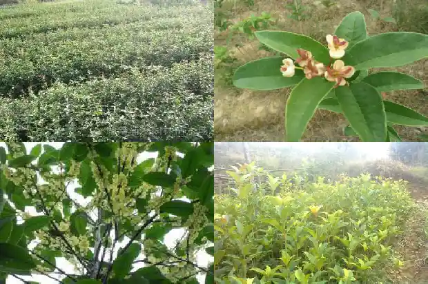 桂花树五十年能长多粗1683076764743