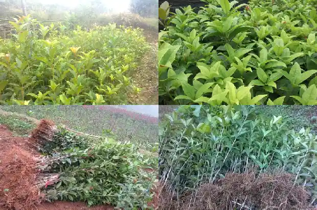 大桂花树价格多少钱一斤1689837883813