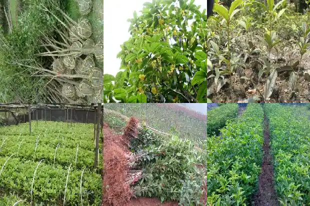 桂花树几年长大开花1683076782408