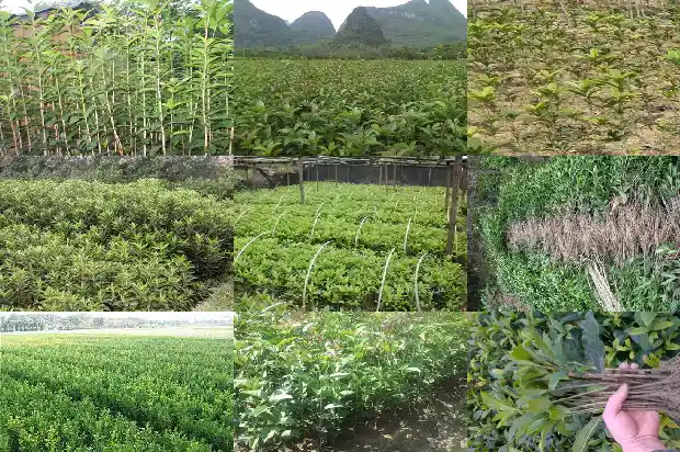 四年桂花树多大可以移栽成活1683076810135