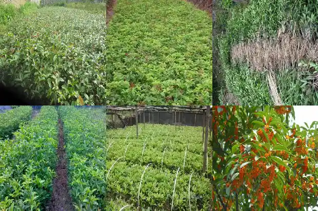 几年桂花树开花1683076820270
