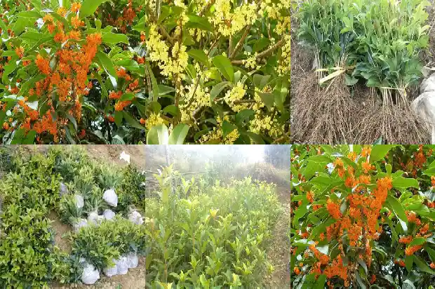 几年桂花树开花1683076820317