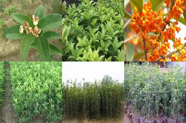 几年桂花树开花1683076820365