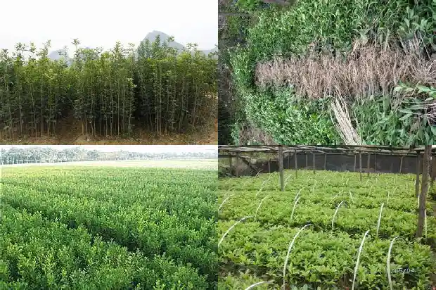 四年桂花树多大可以栽种1683076828405