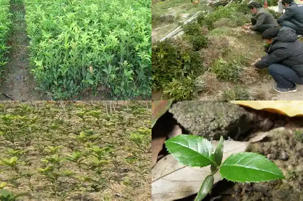 四年桂花树多大可以栽种1683076828453