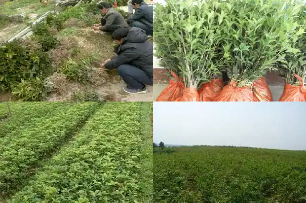 拼多多十年桂花树1683076846207