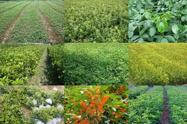 桂花树三年能长多大了啊1683076858105