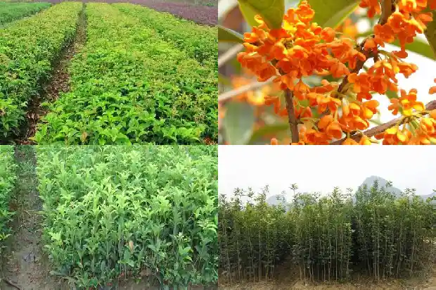 桂花树一年能发几次芽儿1683076870519