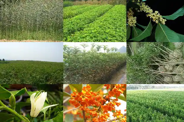 桂花树一年能发几次芽儿1683076870566