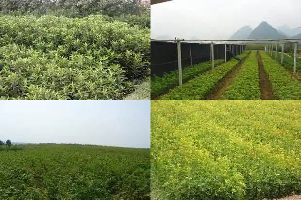 桂花树一年能发几次芽儿1683076870614