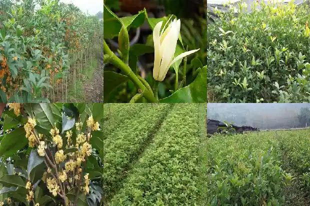 什么样的桂花好养1689208013077