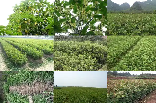 桂花树苗三年能长多大了1683076886087