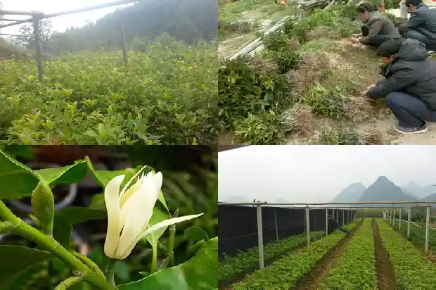 桂花树苗三年能长多大了1683076886135