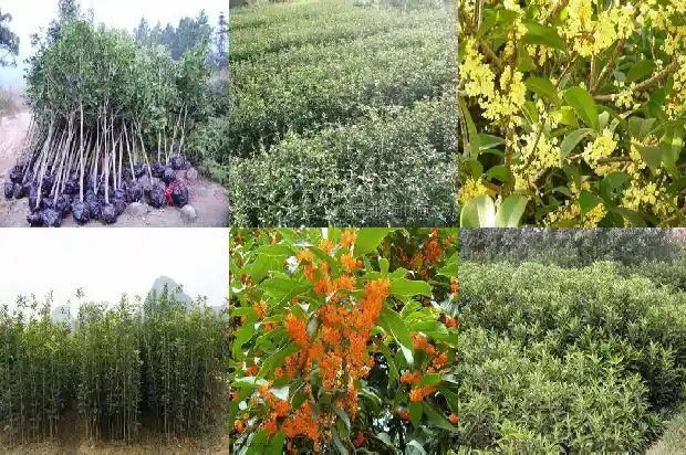 桂花树15公分多少钱一棵呀1689899517853