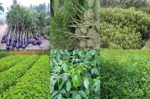 桂花树售价多少钱一株1690591101886