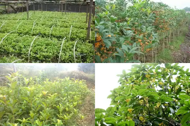 桂花盆栽哪里有卖的1690331978193