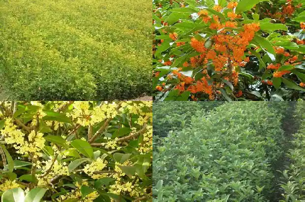 桂花栽植后叶子全部掉了1683076916280