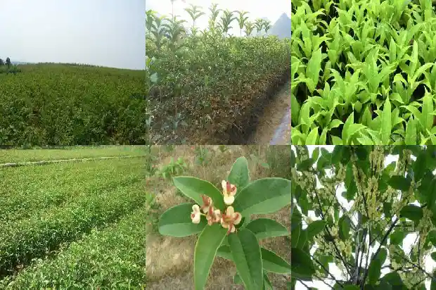 桂花栽植后叶子全部掉了1683076916327